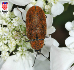 Mycterus curculioides