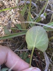 Centella cordifolia