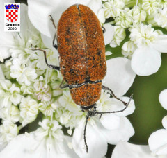 Mycterus curculioides