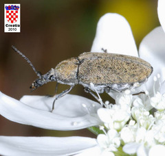 Mycterus curculioides