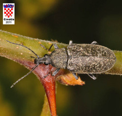 Mycterus curculioides