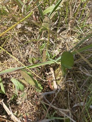 Centella cordifolia