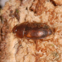 Epuraea