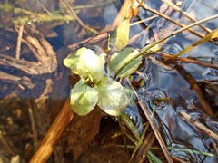 Veronica anagallis-aquatica