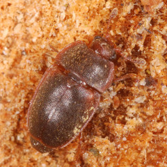 Epuraea