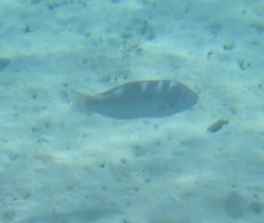 Halichoeres radiatus