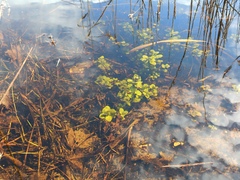 Veronica anagallis-aquatica