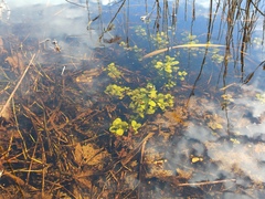 Veronica anagallis-aquatica