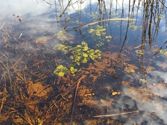 Veronica anagallis-aquatica