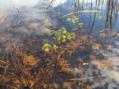 Veronica anagallis-aquatica