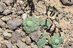 Chaetanthera flabellifolia