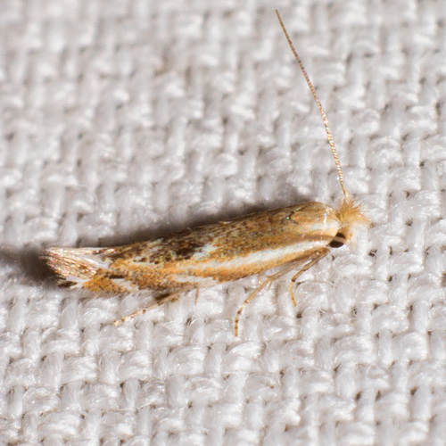 Bucculatrix angustata Frey & Boll, 1876