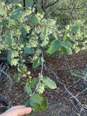 Enneatypus ramiflorus