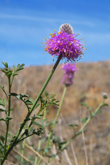 Dalea ornata