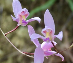 Bletia purpurea