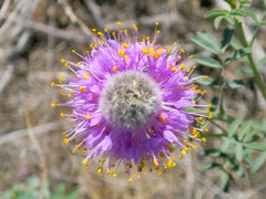 Dalea ornata
