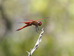 Tramea eurybia