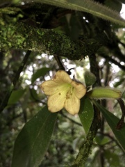Hippotis panamensis