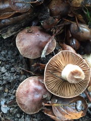 Cortinarius ohlone