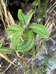 Miconia laevigata