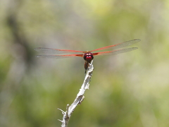 Tramea eurybia