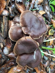 Cortinarius ohlone