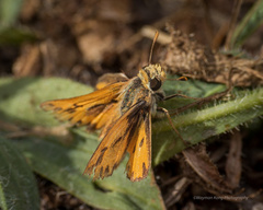 Hylephila fasciolata