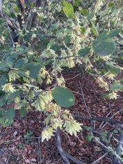 Enneatypus ramiflorus