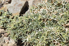 Prosopis strombulifera