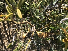 Dermatophyllum arizonicum