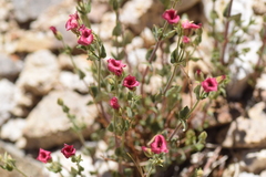 Viviania marifolia