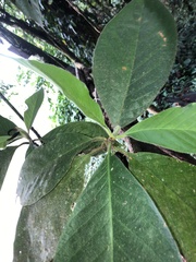 Hippotis panamensis