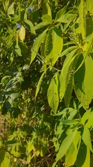 Colebrookea oppositifolia