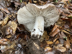 Tricholoma griseoviolaceum