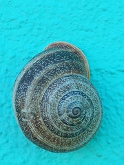 Otala punctata