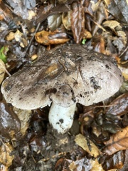 Tricholoma griseoviolaceum