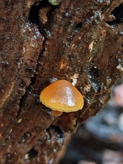 Xeromphalina
