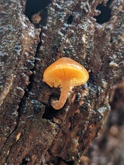 Xeromphalina