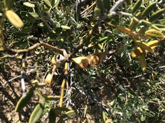 Dermatophyllum arizonicum