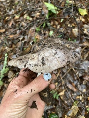 Tricholoma griseoviolaceum