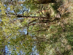 Prostanthera lasianthos