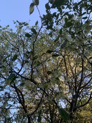 Enneatypus ramiflorus