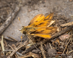 Hylephila fasciolata