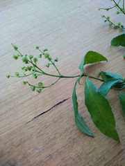 Prostanthera lasianthos