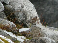 Leucosticte tephrocotis
