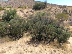 Dermatophyllum arizonicum