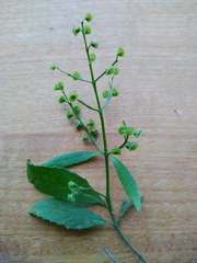 Prostanthera lasianthos