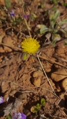 Blumea oxyodonta