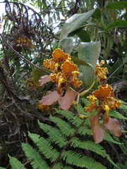 Cyrtochilum