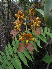 Cyrtochilum